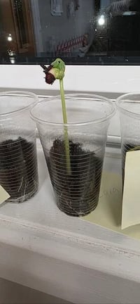 Plants 1