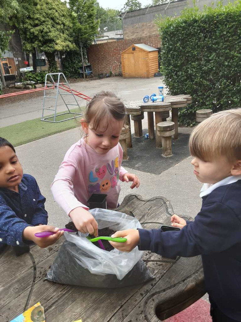 sapling sinflower nursery