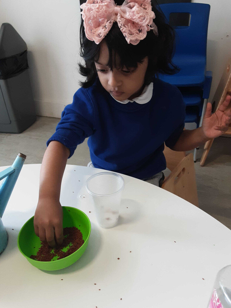 seedlings growing cress nursery